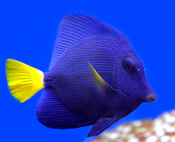Picture of Purple Tang