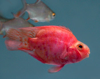 Picture of Blood Parrot Cichlid