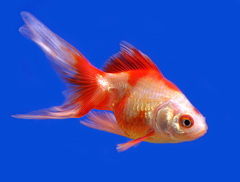 Picture of a Ryunkin Goldfish