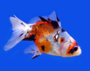 Picture of a Shubunkin Goldfish