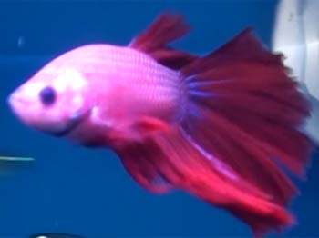 Picture of Siamese Fighting Fish (Betta splendens)