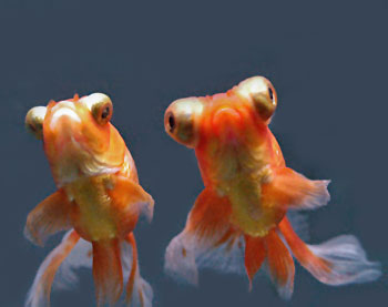 Picture of Telescope Eye Goldfish
