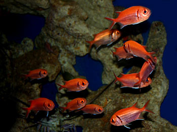 Pictures of Fish