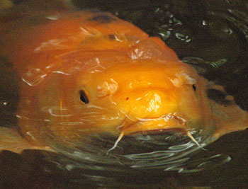 Picture of a Pond Fish