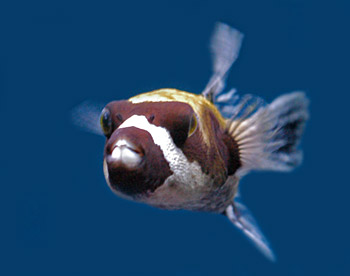 Picture of Dogfaced Puffer Fish