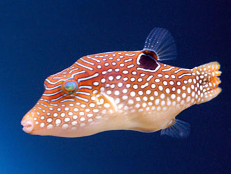 Jewel Puffer Fish Picture