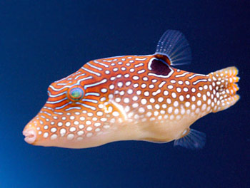 Picture of Jewel Puffer Fish