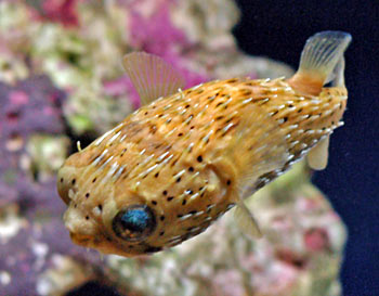 Picture of Porcupine Puffer