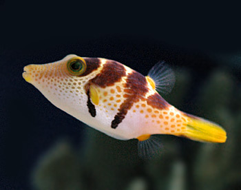 Picture of Valentinni's sharpnose puffer