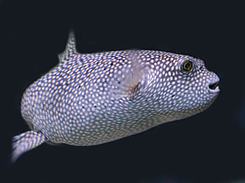 Picture of a White Spotted Puffer Fish | Copyright www.fish-species.org.uk