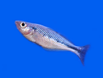 Picture of a Lake Kutubu Rainbow Fish