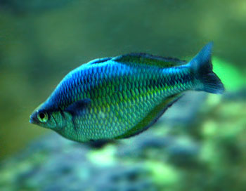 Picture of a Rainbow Fish
