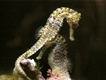 Picture of Longsnout Seahorse