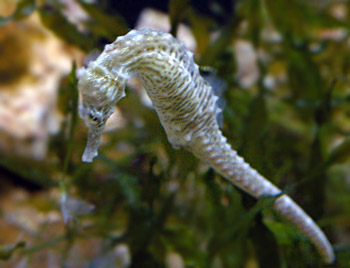 Picture of Common Seahorse
