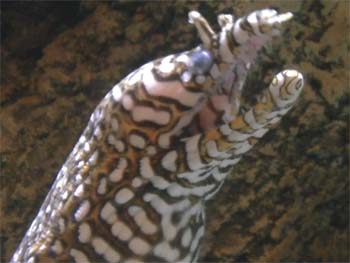 Picture of Leopard Moray Eel