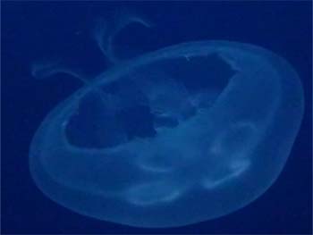 Picture of Moon Jelly
