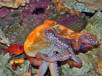 Picture of Octopus