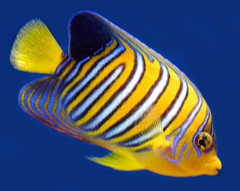 Picture of Saltwater Fish