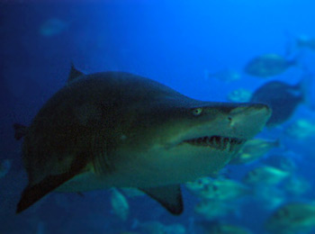 Picture of Sand Tiger Shark