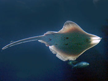 Picture of Stingray