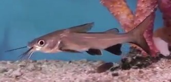 Picture of Tete Sea Catfish