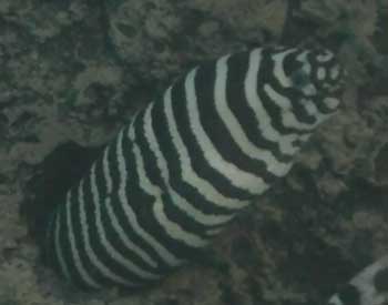 Picture of Zebra Moray Eel
