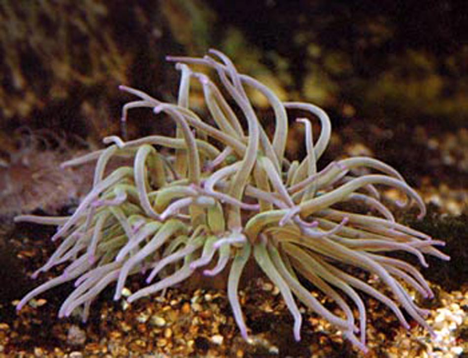 Picture of Snakelocks Sea Anemone