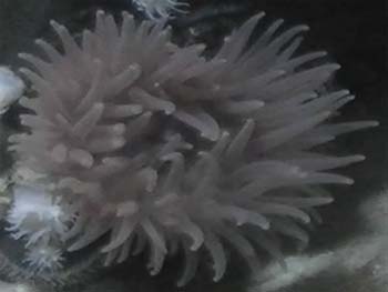 Picture of Beadlet Anemone