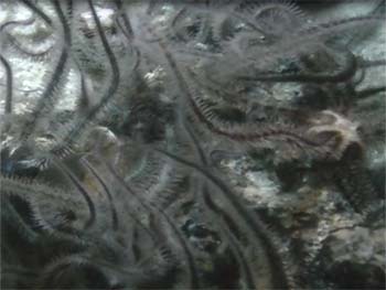 Picture of Brittlestar