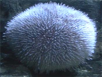 Picture of Edible Urchin