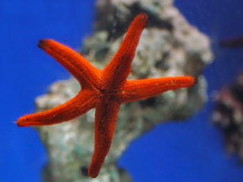 Picture of Red Starfish