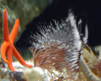 Picture of a Star Fish