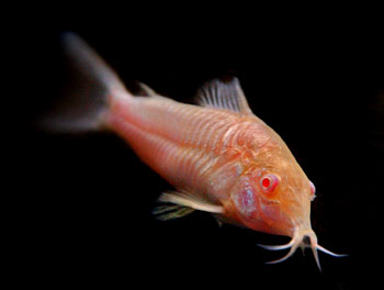 Picture of Albino Catfish