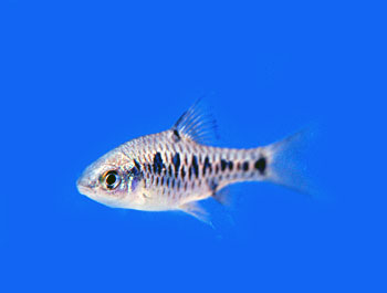 Picture of Checkered Barb