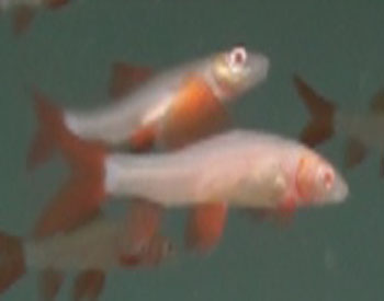 Picture of Albino Red Finned Shark