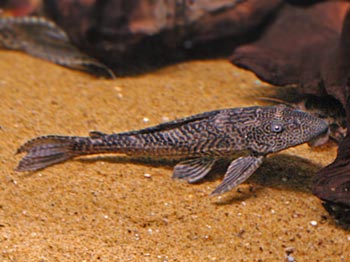 Picture of Juvenile Bristlenose Pleco