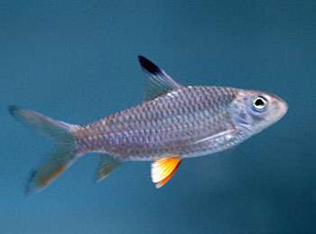 Picture of Lemon Fin Barb