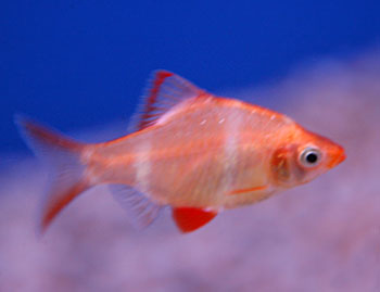 Picture of Albino Tiger Barb