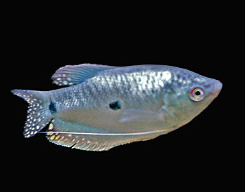 Picture of Three-Spot Gourami