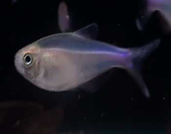 Picture of Blue Tetra