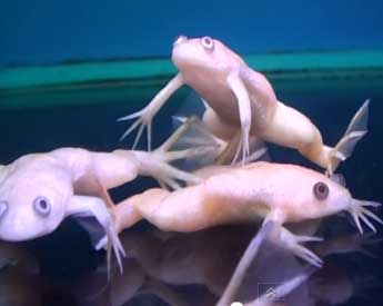 Picture of Albino African Clawed Frog