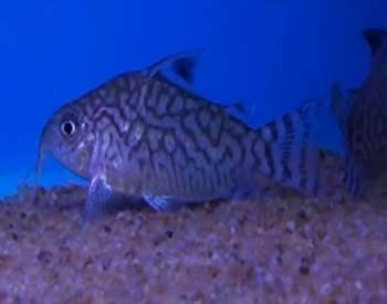 Picture of Reticulated Corydoras