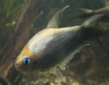 Picture of Emperor Tetra