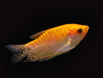 Picture of Golden Gourami