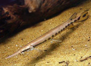 Picture of Florida Gar