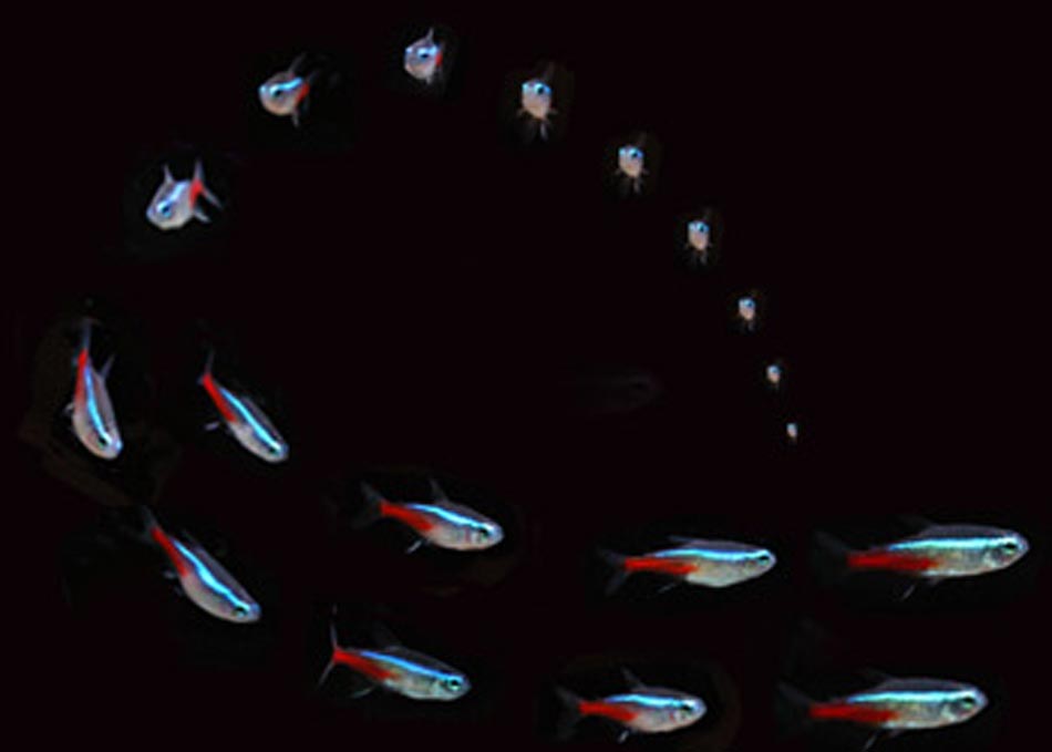 Picture of Neon Tetra