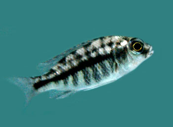 Picture of Livingston's Cichlid