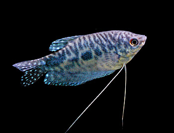 Picture of Opaline Gourami