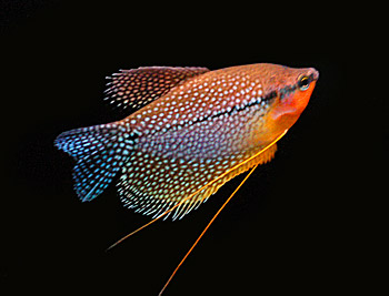 Picture of Pearl Gourami