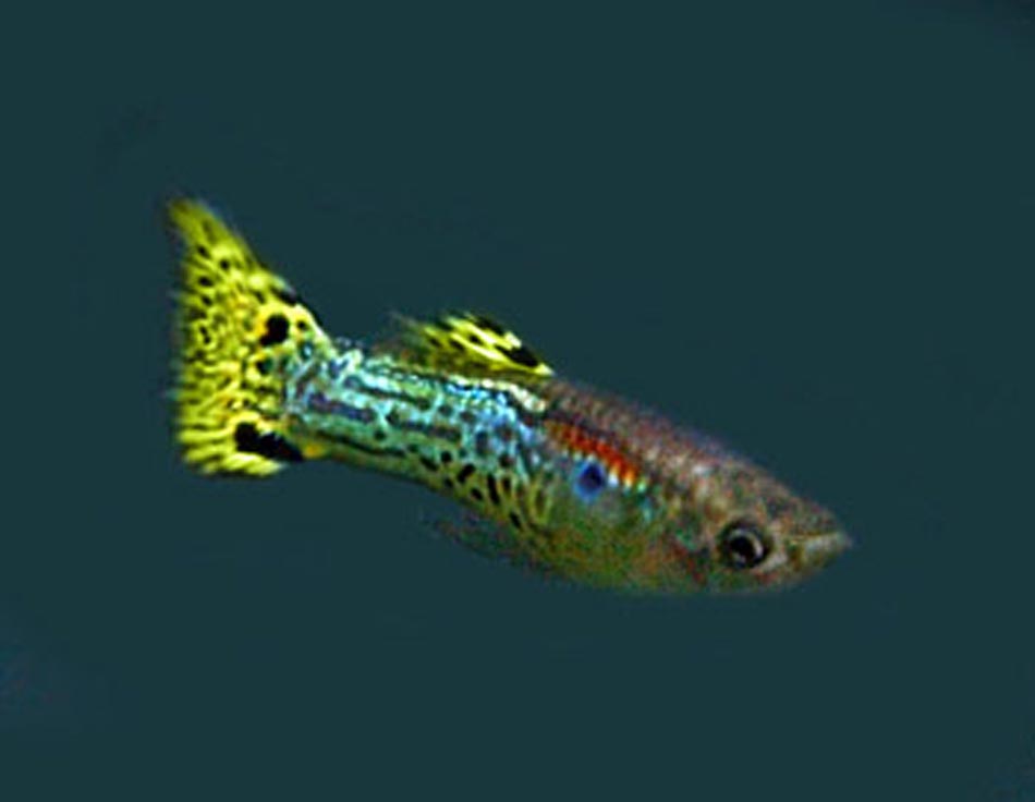 Picture of Guppy Tropical Fish | Copyright www.fish-species.org.uk